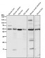 Anti-Smad3 Rabbit Monoclonal Antibody